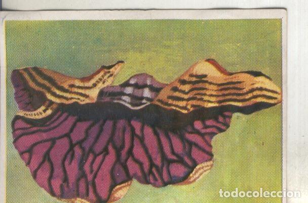 Collezionismo sportivo: Cromos: Historia Natural numero 432 - Varios