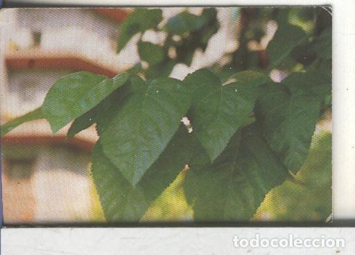 Collectionnisme sportif: Cromos: Arbres de Barcelona numero 18.B: Morera blanca: fulles - Varios