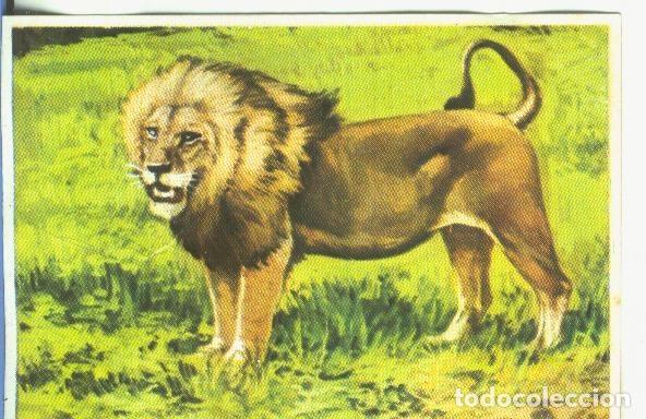 Collezionismo sportivo: Cromos: Historia Natural numero 164 - Varios