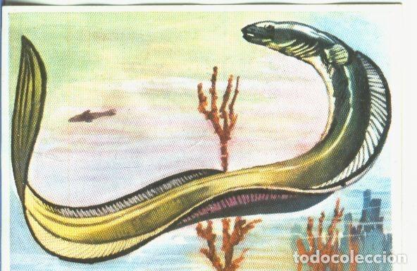 Collezionismo sportivo: Cromos: Historia Natural numero 364 - Varios