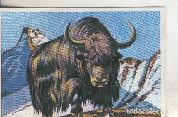 Collectionnisme sportif: Cromos: Historia Natural numero 319 - Varios