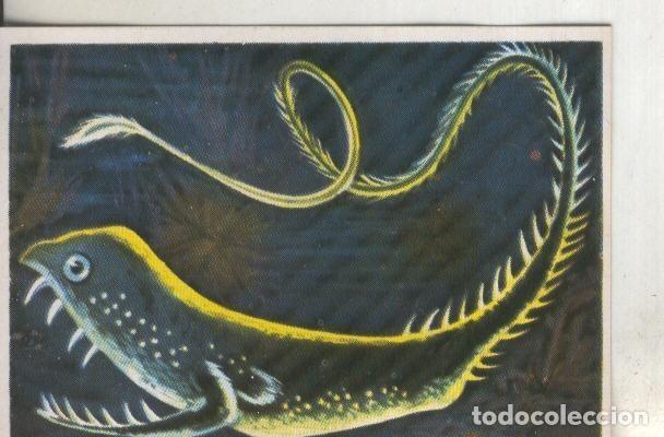 Collectionnisme sportif: Cromos: Historia Natural numero 197 - Varios