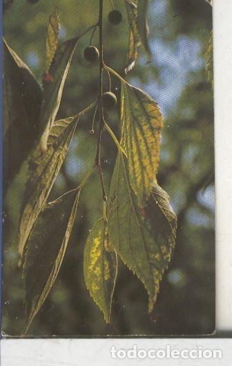 Collectionnisme sportif: Cromos: Arbres de Barcelona numero 17.B: Lledoner: fulles i fruit - Varios