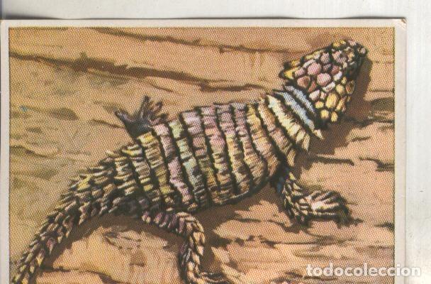 Collezionismo sportivo: Cromos: Historia Natural numero 115 - Varios