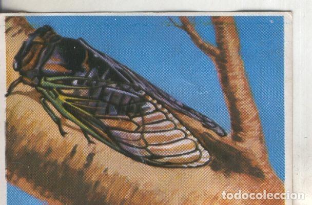 Colecionismo desportivo: Cromos: Historia Natural numero 202 - Varios