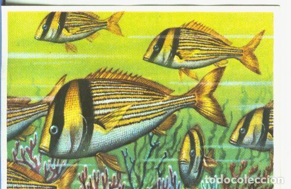 Sports collectibles: Cromos: Historia Natural numero 336 - Varios