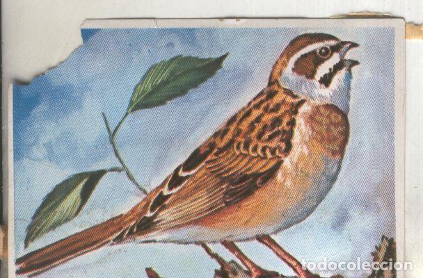 Collezionismo sportivo: Cromos: Historia Natural numero 213 - Varios