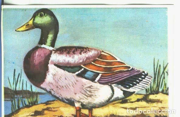 Sammelleidenschaft Sport: Cromos: Historia Natural numero 350 - Varios