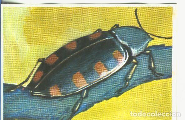 Colecionismo desportivo: Cromos: Historia Natural numero 176 - Varios