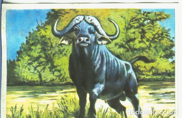 Sports collectibles: Cromos: Historia Natural numero 155 - Varios