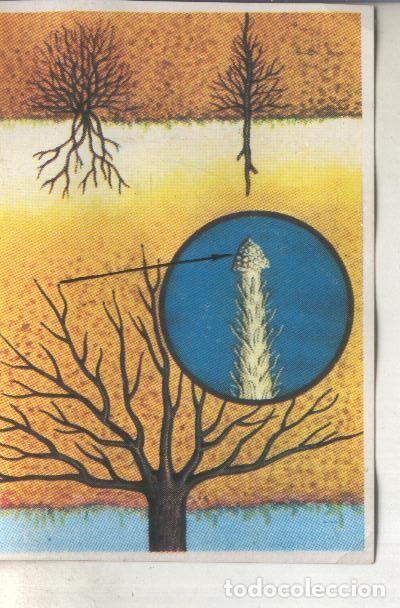 Collectionnisme sportif: Cromos: Historia Natural numero 380 - Varios