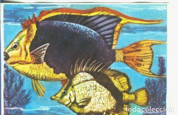 Sammelleidenschaft Sport: Cromos: Historia Natural numero 327 - Varios