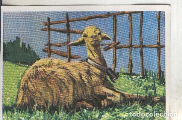 Coleccionismo deportivo: Cromos: Historia Natural numero 314 - Varios