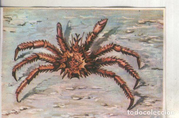 Collezionismo sportivo: Cromos: Historia Natural numero 264 - Varios