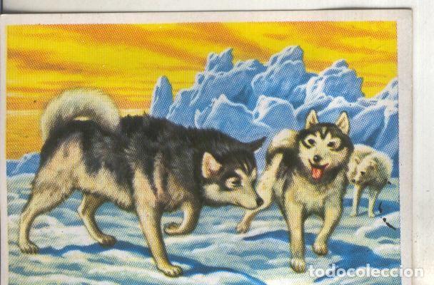 Colecionismo desportivo: Cromos: Historia Natural numero 192 - Varios