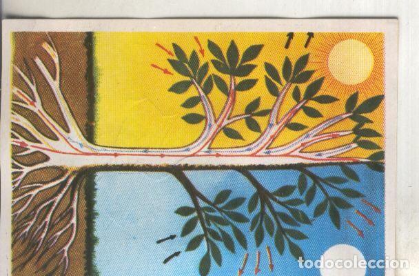 Colecionismo desportivo: Cromos: Historia Natural numero 375 - Varios