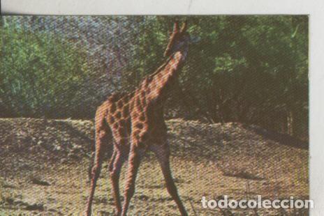 Colecionismo desportivo: Cromos: La Naturaleza y sus maravillas numero 133 - Varios