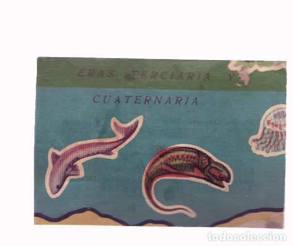 Collectionnisme sportif: Cromos: de la Selva Misteriosa a los abismos del mar: numero 004: cromo de la lamina Animales de div