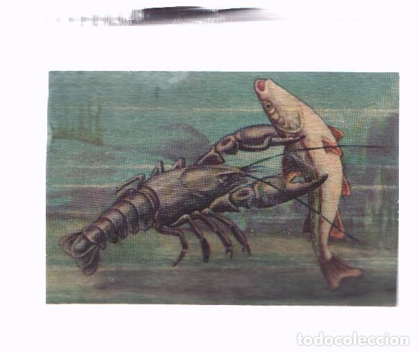 Collectionnisme sportif: Cromos: de la Selva Misteriosa a los abismos del mar: numero 051: El coracero de destructoras tenaza