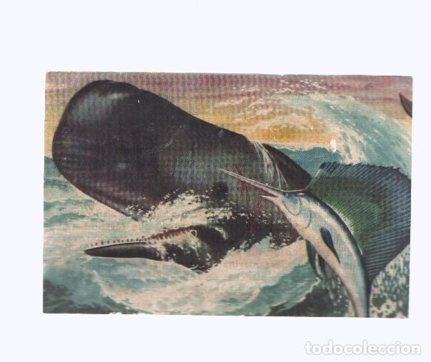 Collectionnisme sportif: Cromos: de la Selva Misteriosa a los abismos del mar: numero 039: Espadachin del mar