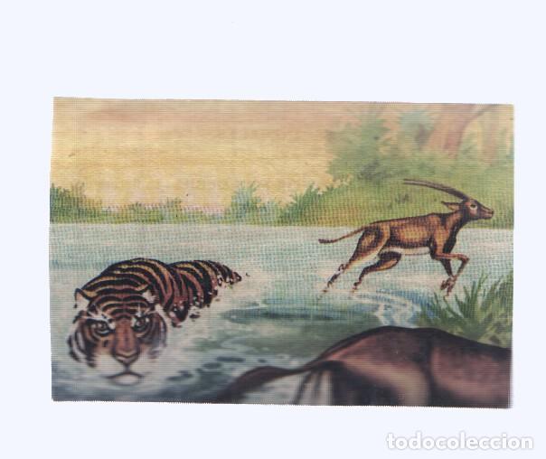 Coleccionismo deportivo: Cromos: de la Selva Misteriosa a los abismos del mar: numero 073: Condenado por mas debil