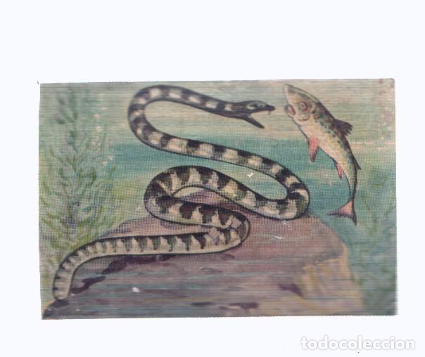 Coleccionismo deportivo: Cromos: de la Selva Misteriosa a los abismos del mar: numero 108: Veneno implacable