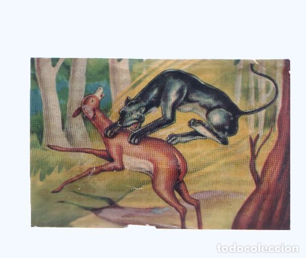 Coleccionismo deportivo: Cromos: de la Selva Misteriosa a los abismos del mar: numero 094: la selva es asi