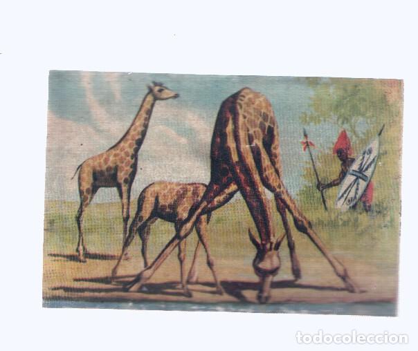 Coleccionismo deportivo: Cromos: de la Selva Misteriosa a los abismos del mar: numero 138: Atalayas del desierto