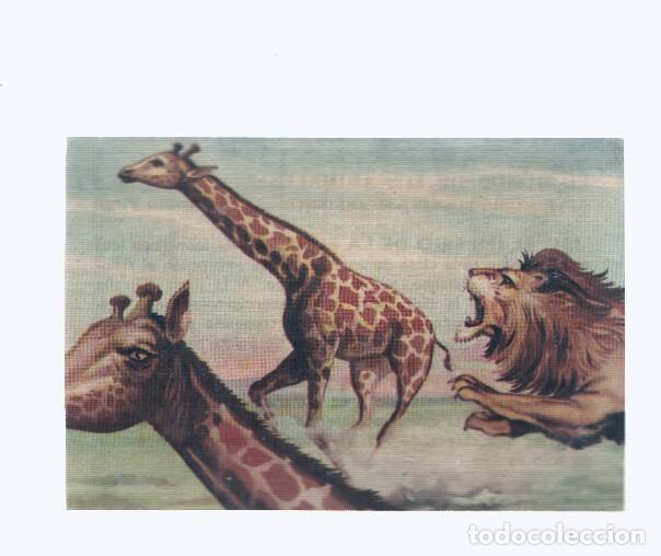 Coleccionismo deportivo: Cromos: de la Selva Misteriosa a los abismos del mar: numero 134: el imperio de la fuerza