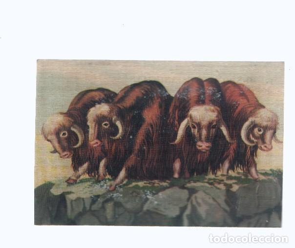 Coleccionismo deportivo: Cromos: de la Selva Misteriosa a los abismos del mar: numero 177: Todos alerta