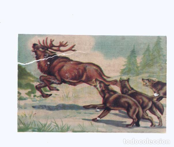 Coleccionismo deportivo: Cromos: de la Selva Misteriosa a los abismos del mar: numero 186: Instinto salvaje