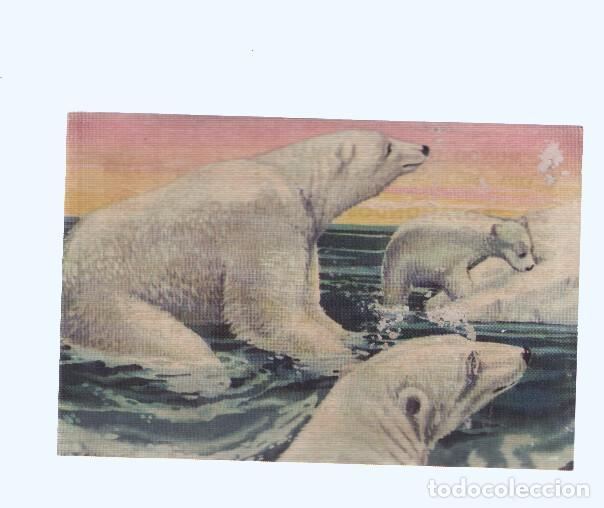 Coleccionismo deportivo: Cromos: de la Selva Misteriosa a los abismos del mar: numero 196: Trotamundos de los hielos