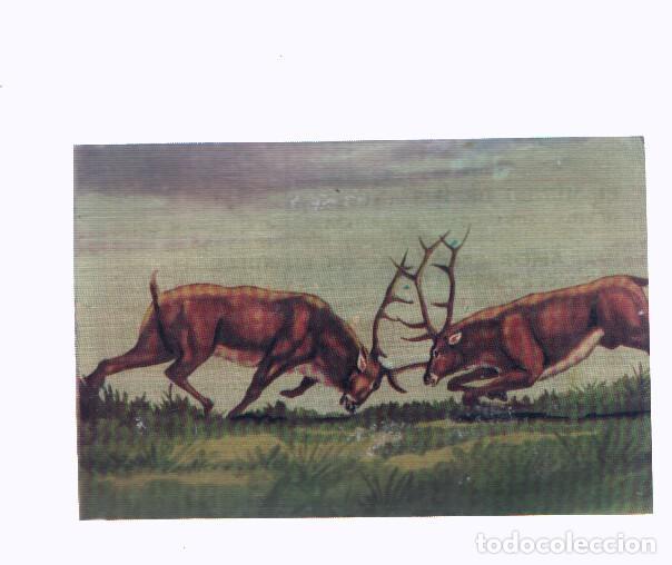 Coleccionismo deportivo: Cromos: de la Selva Misteriosa a los abismos del mar: numero 184: Amor, celos, deseos, envidias