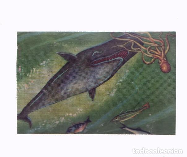 Coleccionismo deportivo: Cromos: de la Selva Misteriosa a los abismos del mar: numero 210: En el mundo submarino