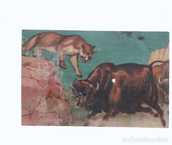 Coleccionismo deportivo: Cromos: de la Selva Misteriosa a los abismos del mar: numero 225: Objetivo Vivir