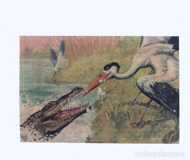 Coleccionismo deportivo: Cromos: de la Selva Misteriosa a los abismos del mar: numero 222. Espantable amenaza