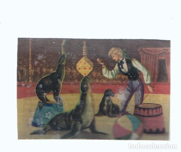 Collezionismo sportivo: Cromos: de la Selva Misteriosa a los abismos del mar: numero 255: Focas en el circo