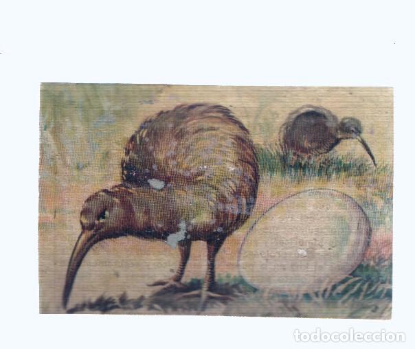 Collezionismo sportivo: Cromos: de la Selva Misteriosa a los abismos del mar: numero 269: Imposible, no, verdad