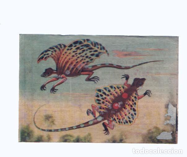 Collezionismo sportivo: Cromos: de la Selva Misteriosa a los abismos del mar: numero 286: Lagartos paracaidistas