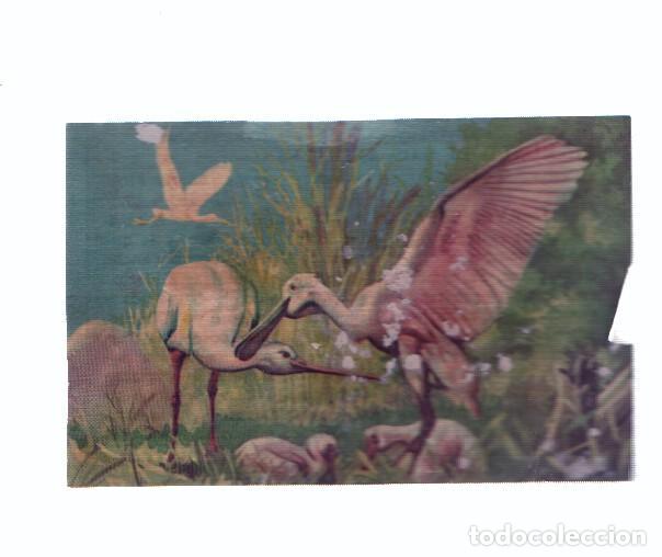 Collezionismo sportivo: Cromos: de la Selva Misteriosa a los abismos del mar: numero ?: Aves espatula