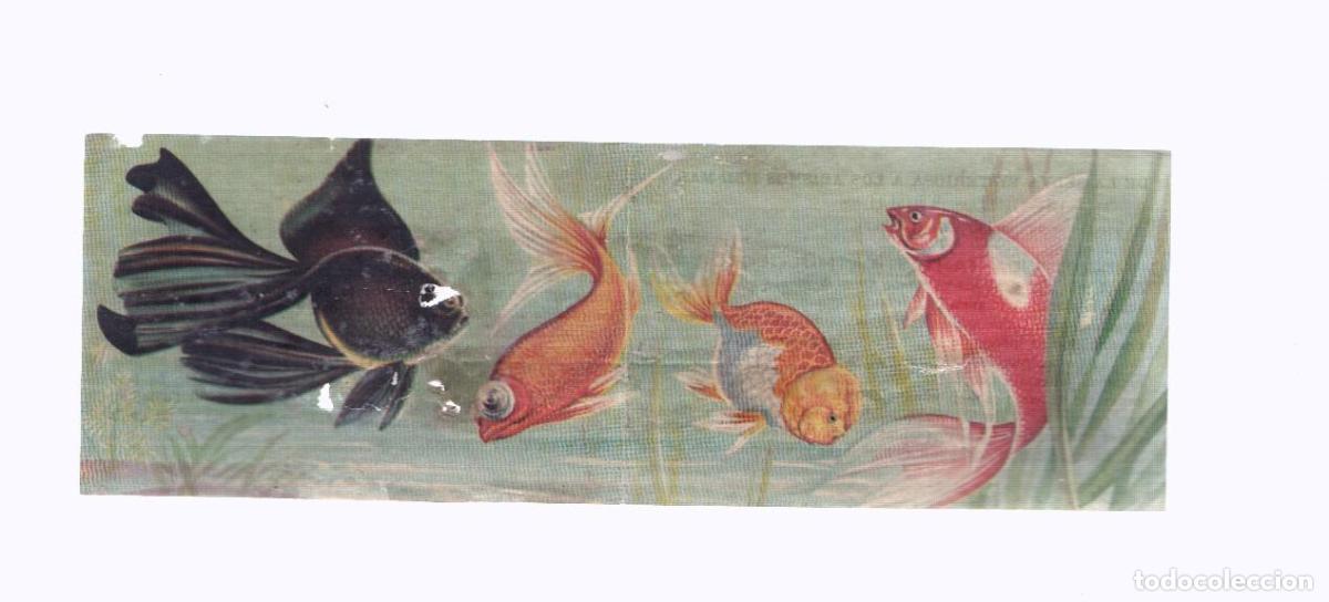 Collezionismo sportivo: Cromos: de la Selva Misteriosa a los abismos del mar: numero 099-100: Vida fantastica multicolor