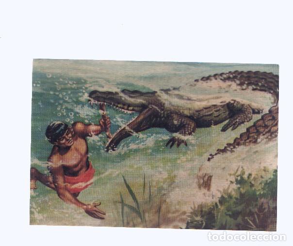 Collezionismo sportivo: Cromos: de la Selva Misteriosa a los abismos del mar: numero 157: La fiereza burlada
