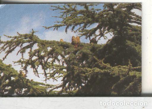 Collezionismo sportivo: Cromos: Arbres de Barcelona numero 04.B: Cedre de Himlaia: branca i pinyes - Varios