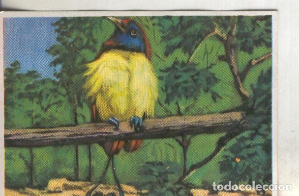 Collezionismo sportivo: Cromos: Historia Natural numero 321 - Varios