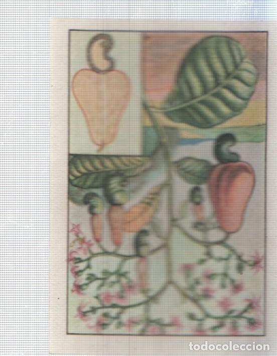 Colecionismo desportivo: Cromo Nestle numerado 018: Flora