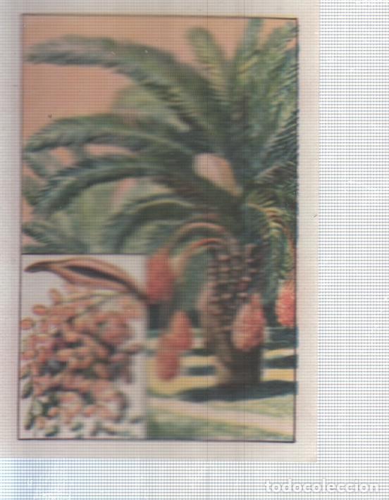 Colecionismo desportivo: Cromo Nestle numerado 011