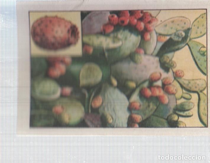 Colecionismo desportivo: Cromo Nestle numerado 020: Flora