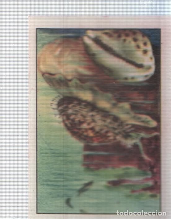 Colecionismo desportivo: Cromo Nestle numerado 041: Fauna marina