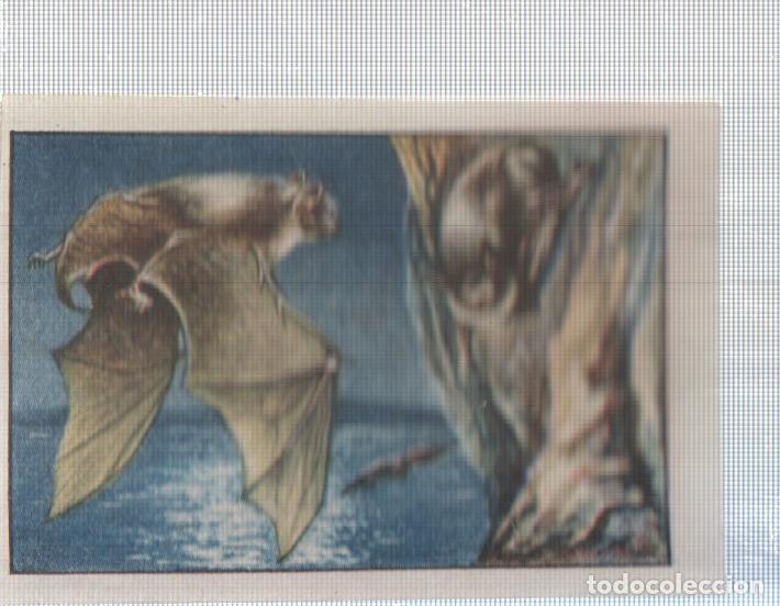 Sports collectibles: Cromo Nestle numerado 046: Ave nocturna