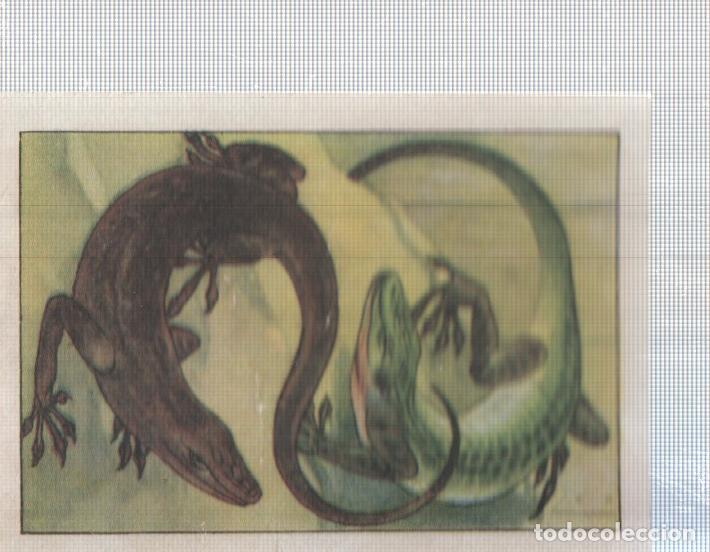 Sports collectibles: Cromo Nestle numerado 058: lagartos